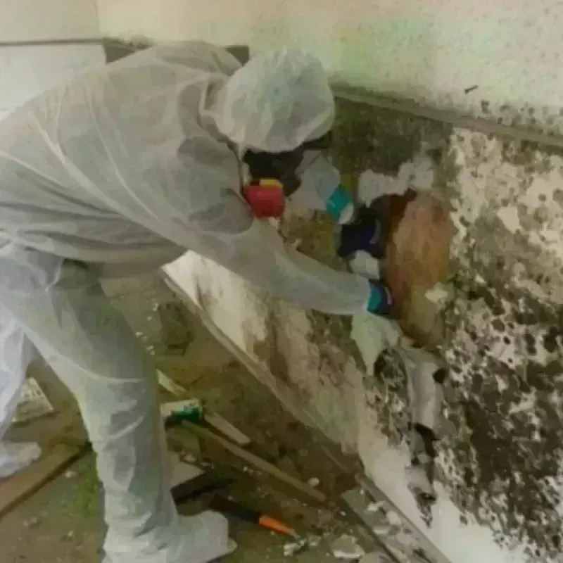 Mold Remediation and Removal in Lincoln County, WV